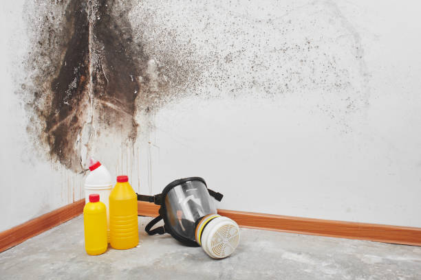 Best Attic Mold Removal  in Cedar Grove, WI