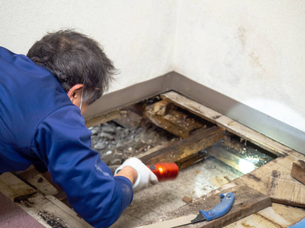 Best Residential Mold Removal  in Cedar Grove, WI