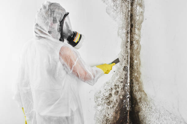 Best Mold Testing  in Cedar Grove, WI