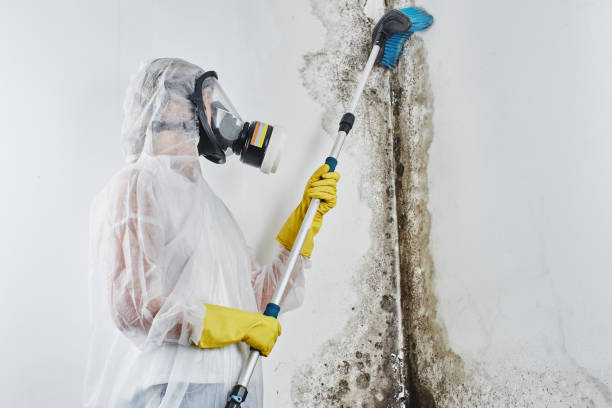 Best Black Mold Removal  in Cedar Grove, WI