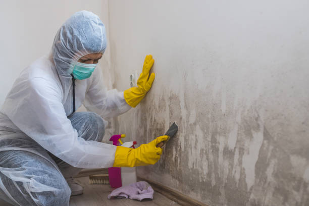 Best Mold Remediation Experts  in Cedar Grove, WI