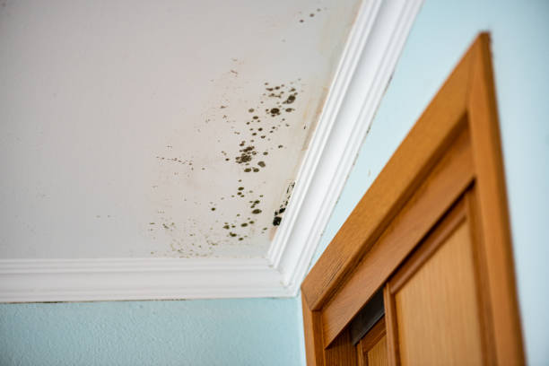 Best Mold Removal Specialists  in Cedar Grove, WI