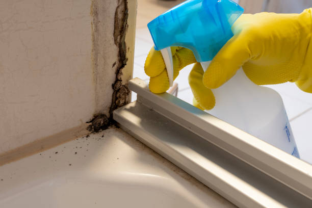 Home Mold Removal in Cedar Grove, WI