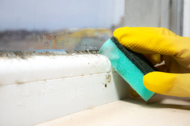 Attic Mold Removal in Cedar Grove, WI