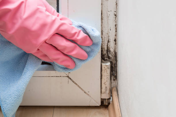 Best Mold Damage Repair  in Cedar Grove, WI