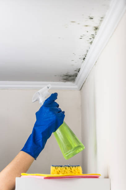 Best Mold Cleaning Services  in Cedar Grove, WI