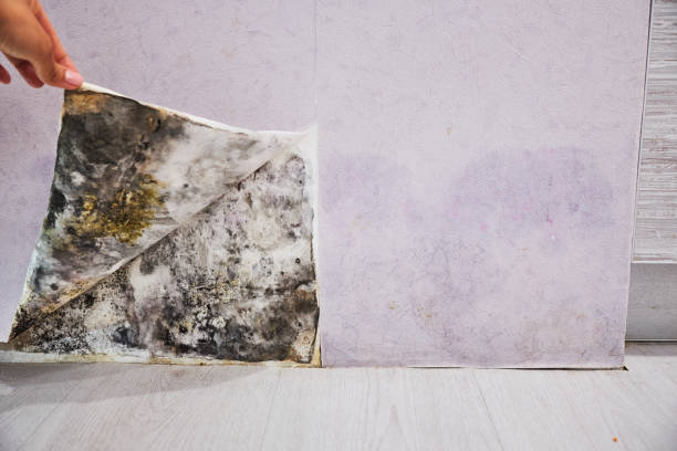 Best Home Mold Removal  in Cedar Grove, WI